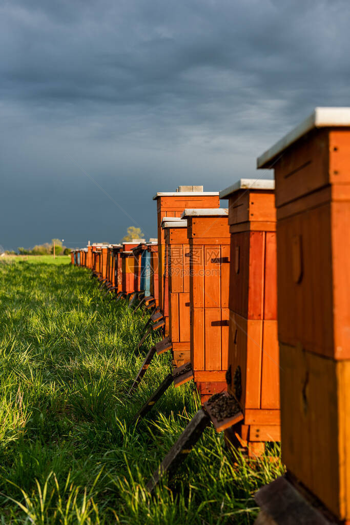野外传统木质蜂蜜养蜂和蜜生产图片