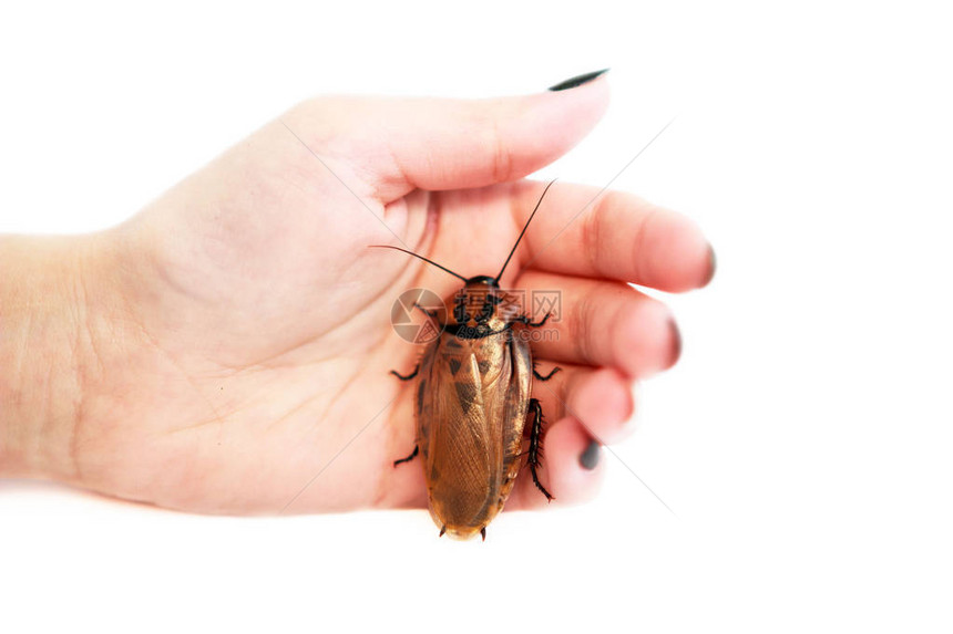 蟑螂Blaberuscraniifer是一种南美蟑螂图片