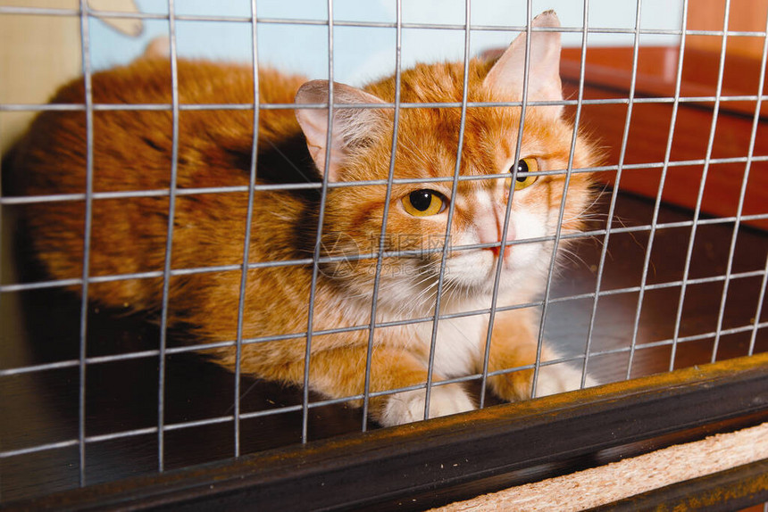 毛白红的猫坐在牢里在笼子里在动图片