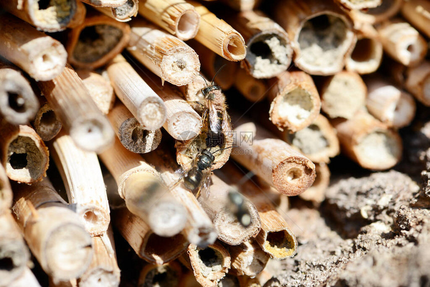 雄野蜜蜂Osmiabicornis在竹棒制成的图片