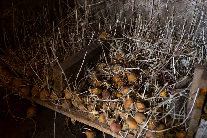 发芽的土豆用于在地窖中种植的土豆图片