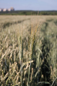 从中世纪的小麦穗田中跟上图片