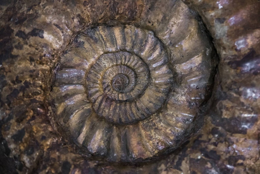 浅深田野的已灭绝的Ammonite图片