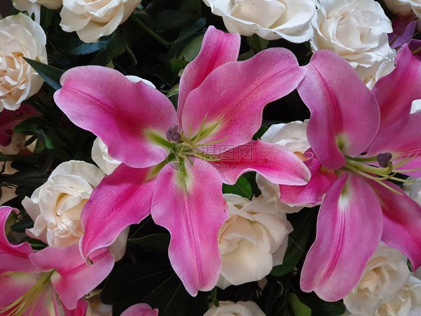 粉红百合花在朵安排图片
