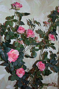 粉色玫瑰装饰墙壁图片