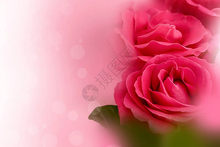 美丽的玫瑰花束特写图片