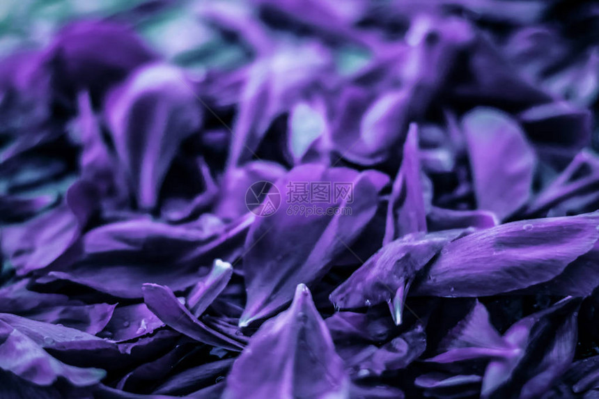 品牌开花和植物学概念抽象花卉假日艺术背景梦幻花园中的紫色花瓣和豪华水疗品牌和婚礼邀请图片