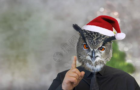 猫头鹰和圣诞帽的男人图片