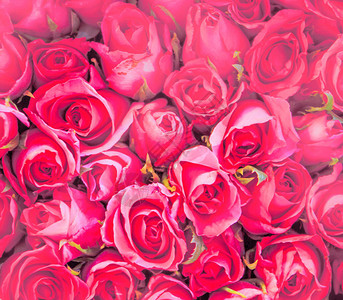 粉红色的玫瑰花在纸包装中盛图片