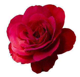红玫瑰的花序图片