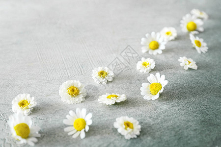 浅色背景中美丽的洋甘菊花背景图片