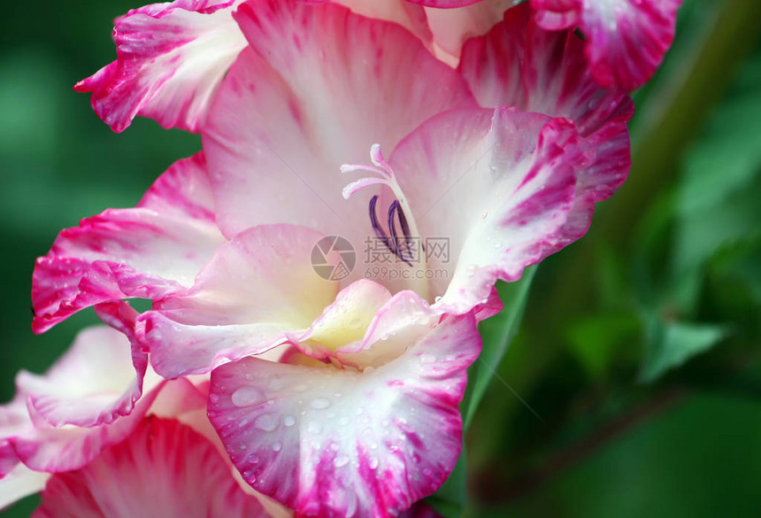 美丽的粉红色花朵开花的格拉迪图片