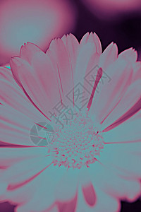 花的亮色复制空间花底面的热贝背景图片