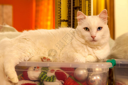 白猫在塑料盒子上里面有很图片