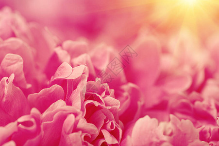 阳光下的粉色牡丹花瓣背景图片