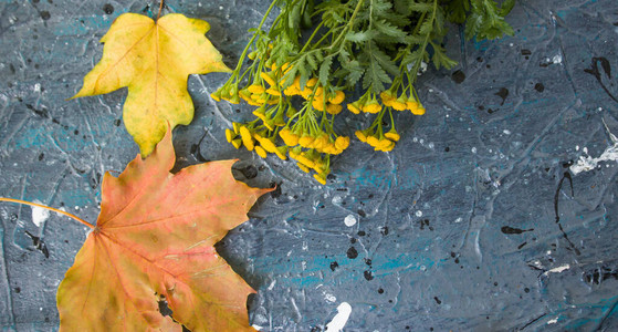 秋天的静物背景是枫叶秋的花朵秋季节背景抽象背景上的叶子感恩图片