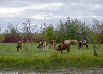小公牛雅库特山牛在泰加北部森林的荒图片