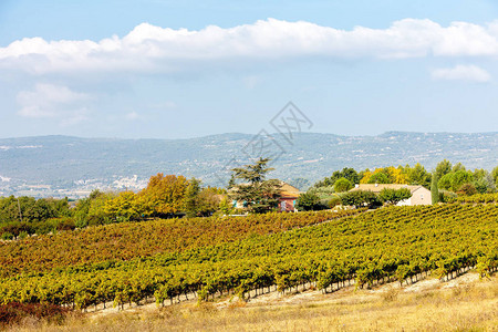 法国秋季葡萄园图片
