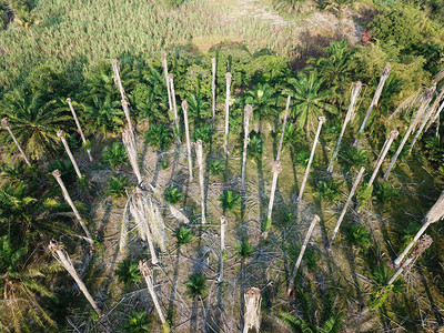 早晨枯死的棕榈树图片