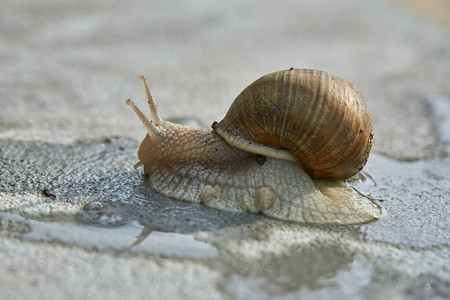 紧贴食用蜗牛罗马蜗牛勃根底蜗牛雨后在图片