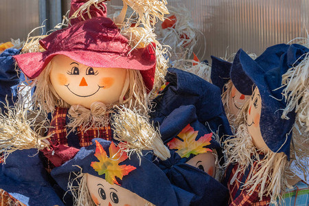 秋季装饰娃在一群蓝色娃中戴着红色帽子图片