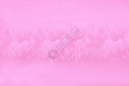 粉色梯度抽象背景糊面郁金香花图片