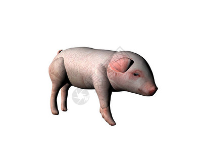 农场里的粉红色家猪背景图片