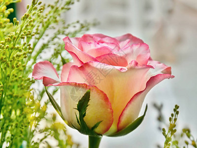 一朵玫瑰色的玫瑰有红色边际和柔背景图片