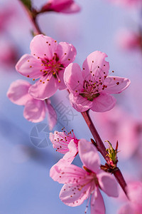 树枝上的粉色桃花背景图片