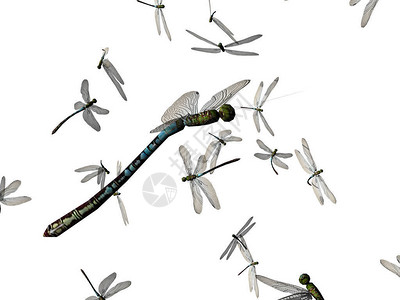 蜻蜓在天空中飞舞图片