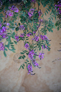 粉紫色的澳大利亚靛蓝花图片