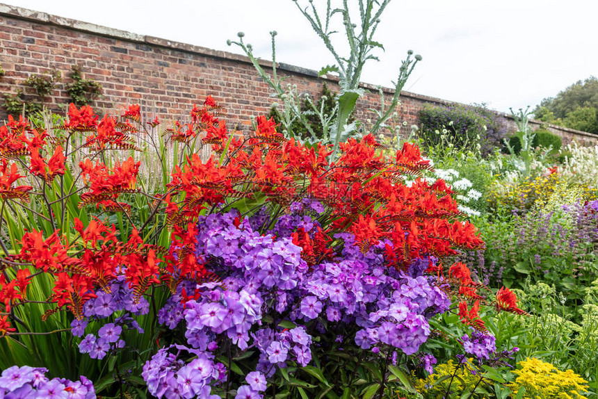 在草本边界的红色Crocosmia和紫色福禄考开花植物图片