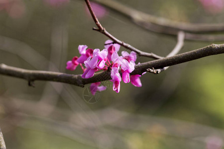 东部紫荆树的花加拿大紫荆图片