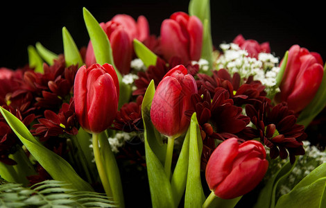 充满活力的红色郁金香和雏菊花束图片