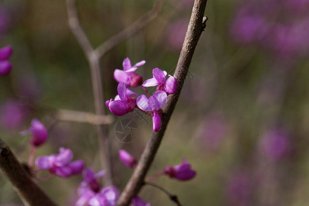 紫荆树的花紫荆图片