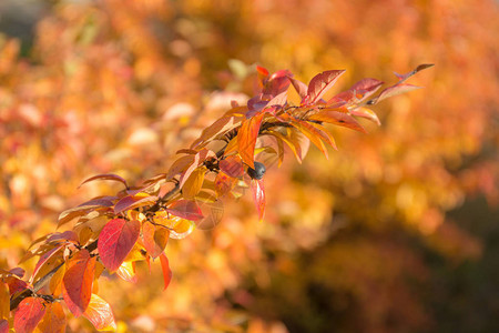 阳光明媚的日子里阿罗尼亚的秋叶图片