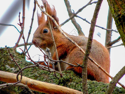 红松鼠在树枝上图片
