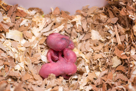 新出生的小老鼠在锯木屑中蒙古国图片