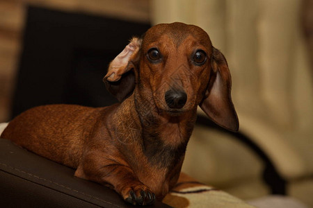 年轻腊肠犬的肖像图片
