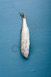 蓝色背景的红鱼黑海鱼类Su图片