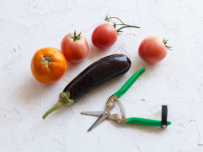 选了西红柿茄子和园丁图片