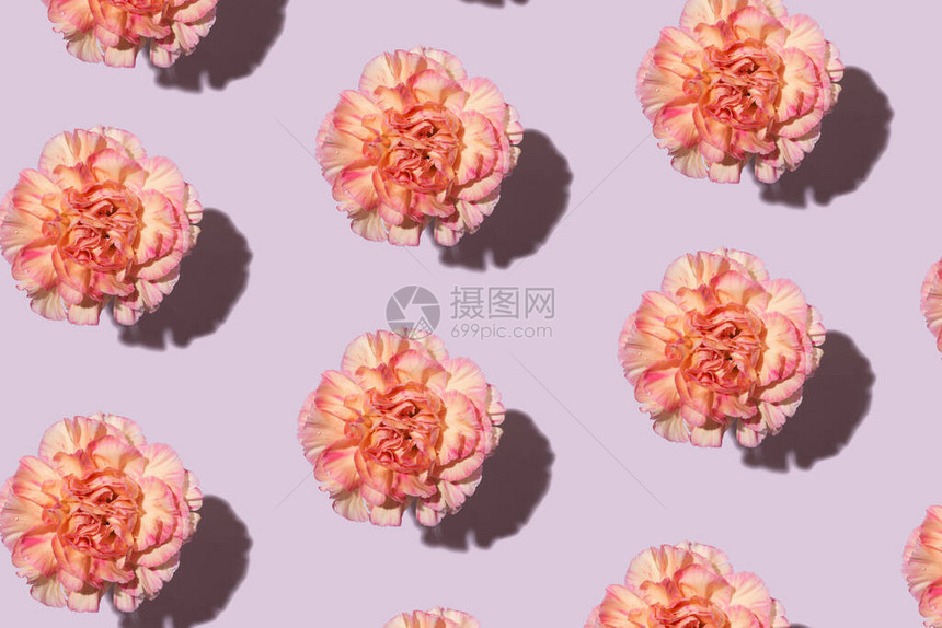美丽的粉红康乃馨花的模样图片
