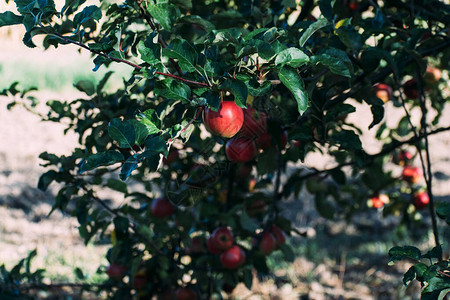 红苹果在树上在图片