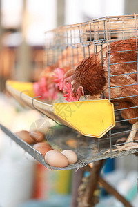 在农场里吃鸡肉的养鸡场鸡在笼子下面的盘子图片