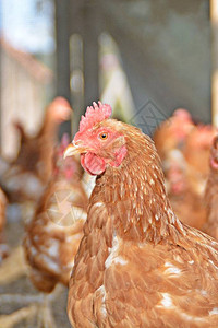 沙地鸡舍外的许多棕鸡重点是母鸡的头图片