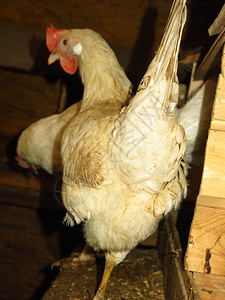 农场鸡舍里的白母鸡和红母鸡图片