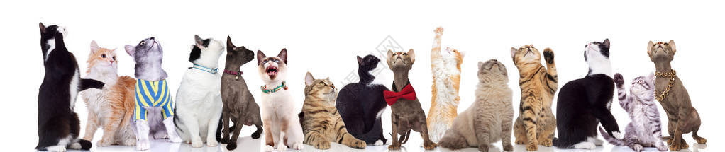 一大群不同种族的可爱猫站在白色背景上抬头仰望背景图片