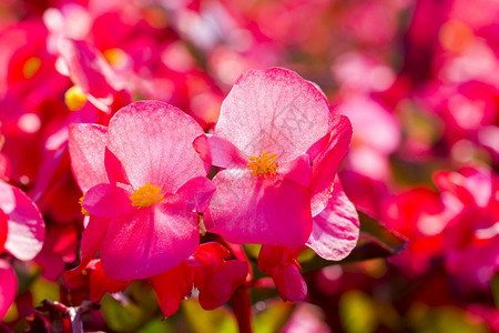 花园里闪发光的红色蜡质秋海棠图片