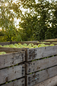 在年度收获期内装满成熟苹果的木箱图片