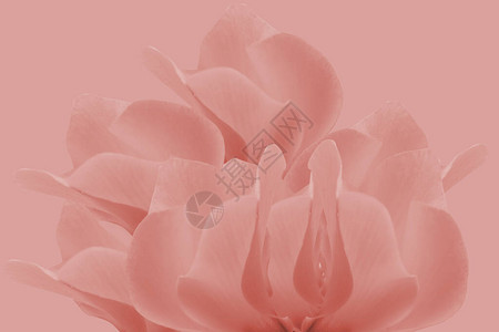 仙客来的背景一种报春花科植物花卉背景图片
